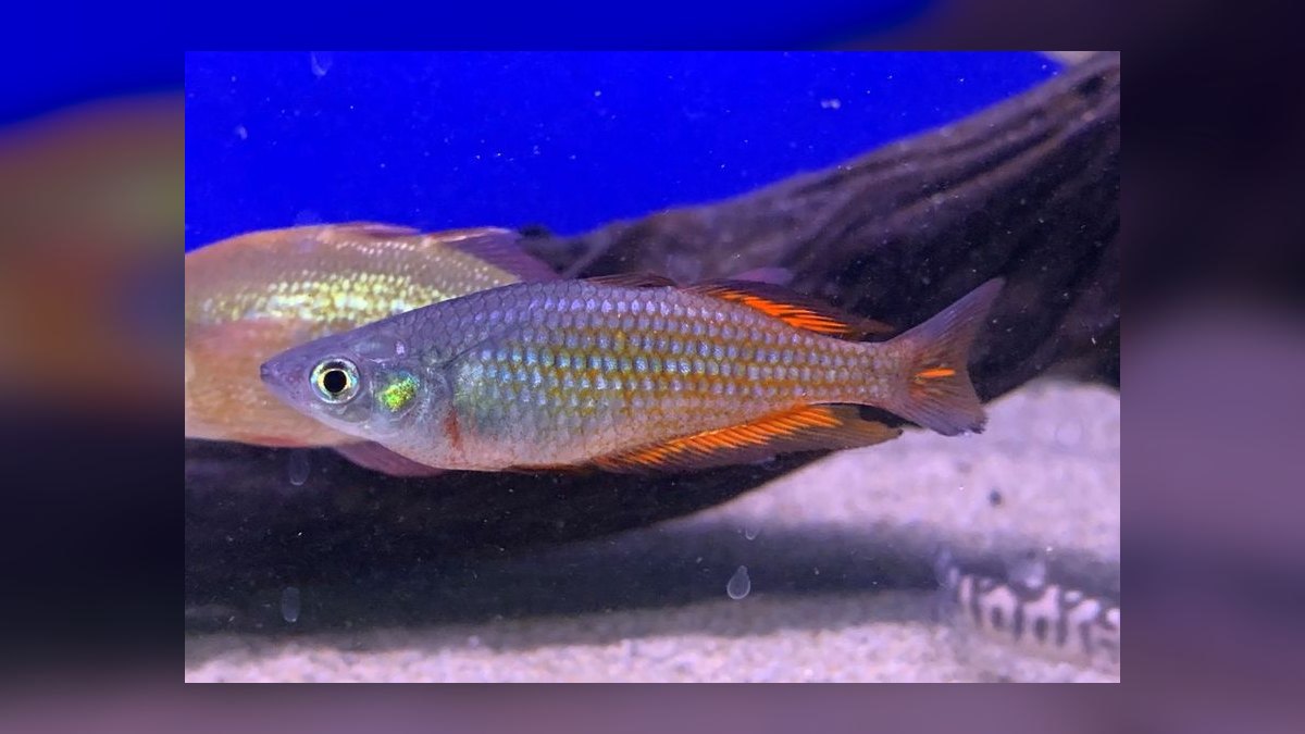 Top 10 Species of Rainbowfish for Community Tanks — figure 7