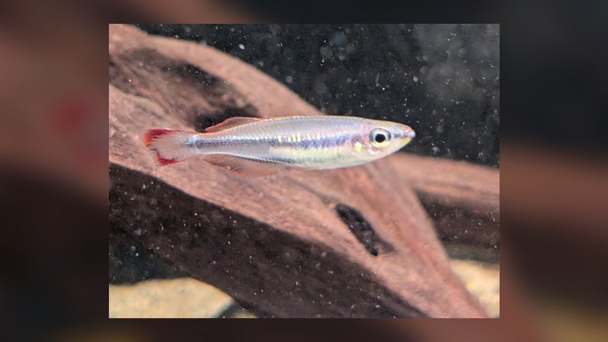 Top 10 Species of Rainbowfish for Community Tanks — figure 8