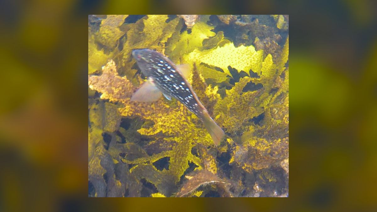 Top 10 Species of Rainbowfish for Community Tanks — figure 9