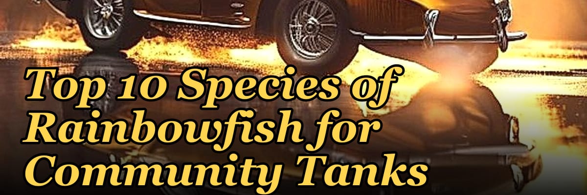 Top 10 Species of Rainbowfish for Community Tanks