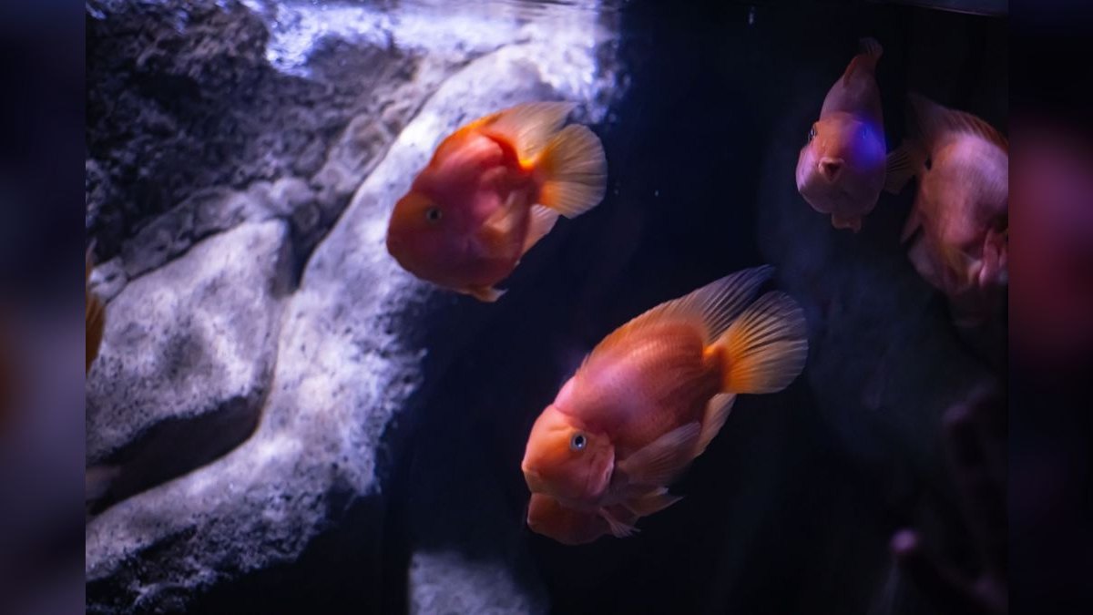 Top 10 Aquarium Air Pumps for High-Output Sponge Filters in 2027 — figure 6