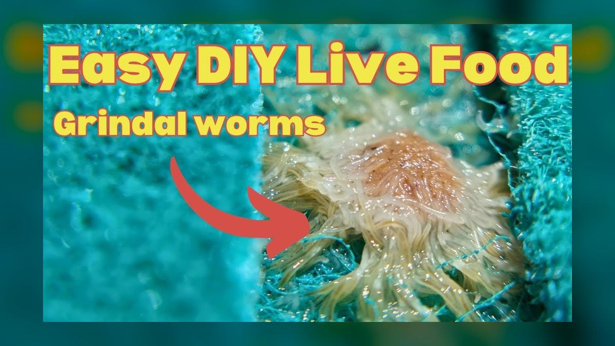 Top 10 Live Foods for Tropical Fish (Brine Shrimp, Daphnia, Bloodworms) in 2027 — figure 7