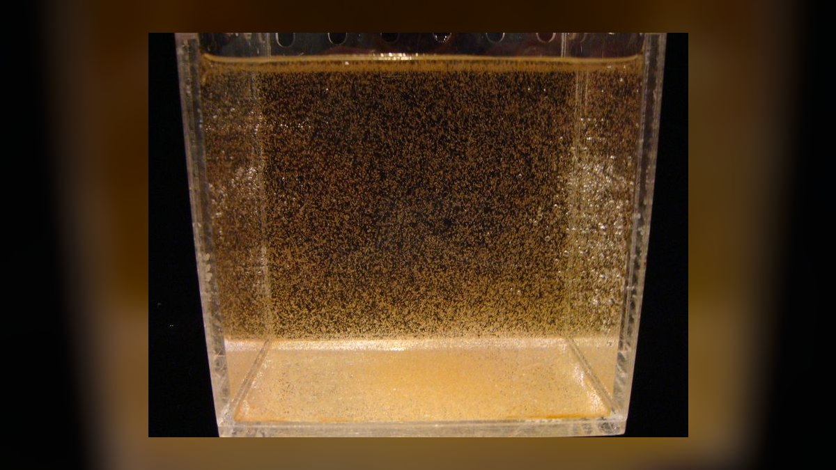 Top 10 Live Foods for Tropical Fish (Brine Shrimp, Daphnia, Bloodworms) in 2027