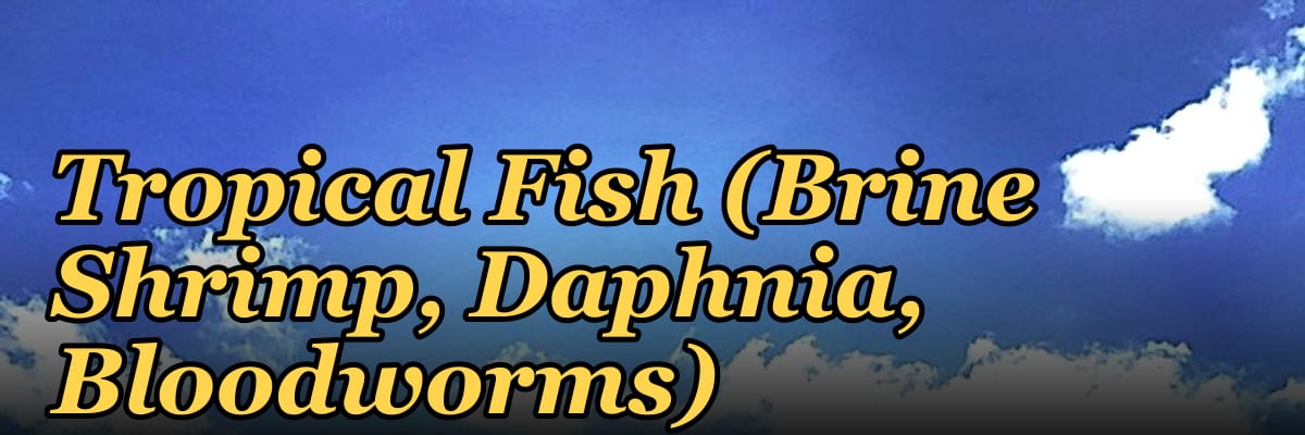 Top 10 Live Foods for Tropical Fish (Brine Shrimp, Daphnia, Bloodworms)