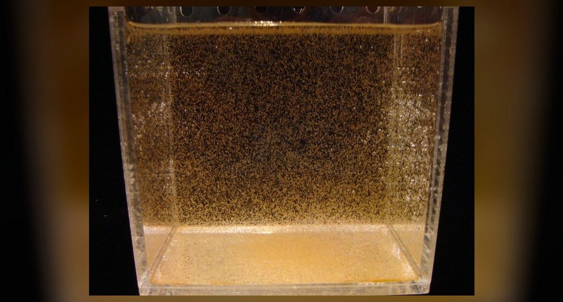 Top 10 Live Foods for Tropical Fish (Brine Shrimp, Daphnia, Bloodworms) in 2027