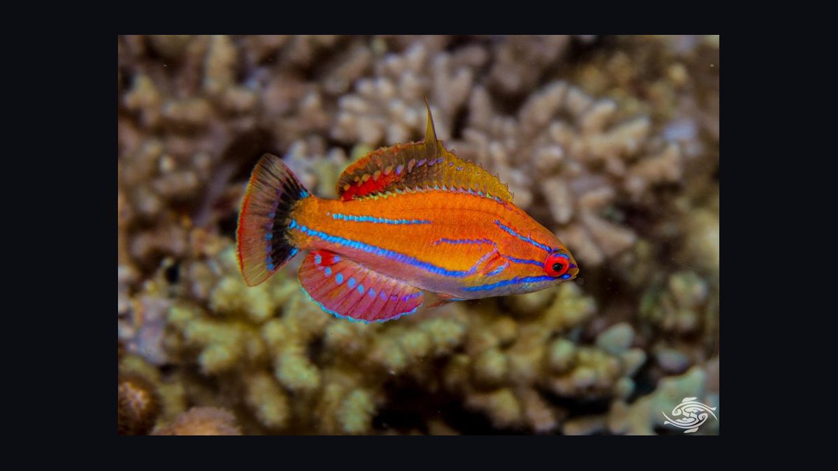 Top 10 Reef-Safe Wrasse Species for Marine Aquariums in 2027 — figure 1