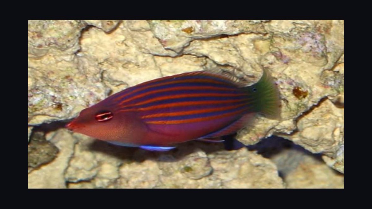 Top 10 Reef-Safe Wrasse Species for Marine Aquariums in 2027 — figure 10