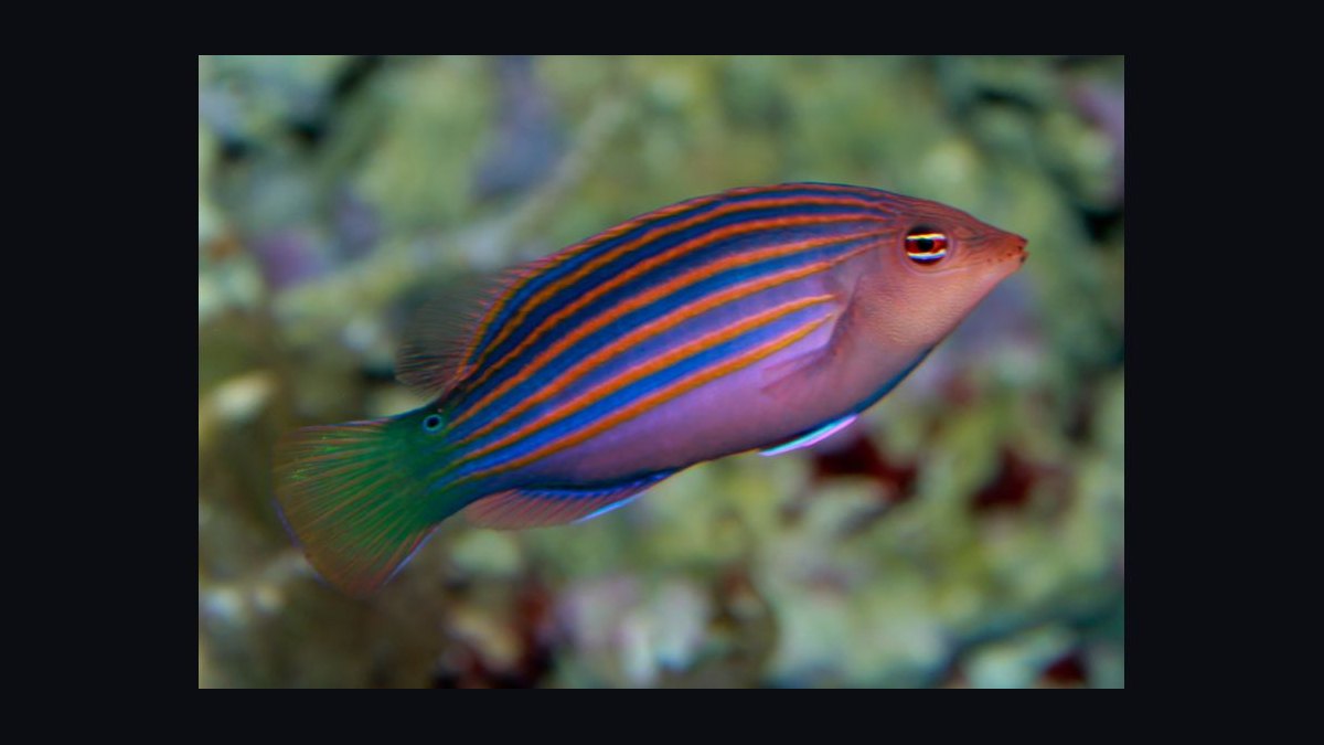 Top 10 Reef-Safe Wrasse Species for Marine Aquariums in 2027 — figure 3