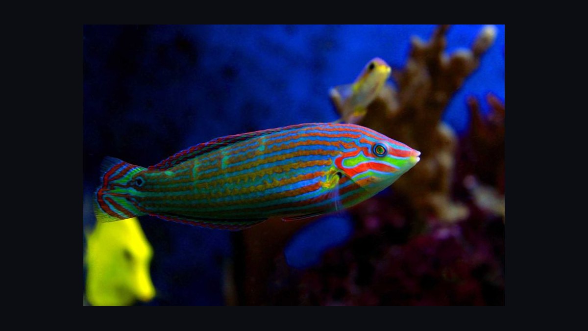 Top 10 Reef-Safe Wrasse Species for Marine Aquariums in 2027 — figure 4