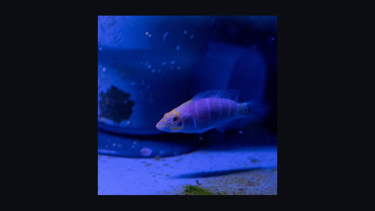 Top 10 Reef-Safe Wrasse Species for Marine Aquariums in 2027 — figure 5