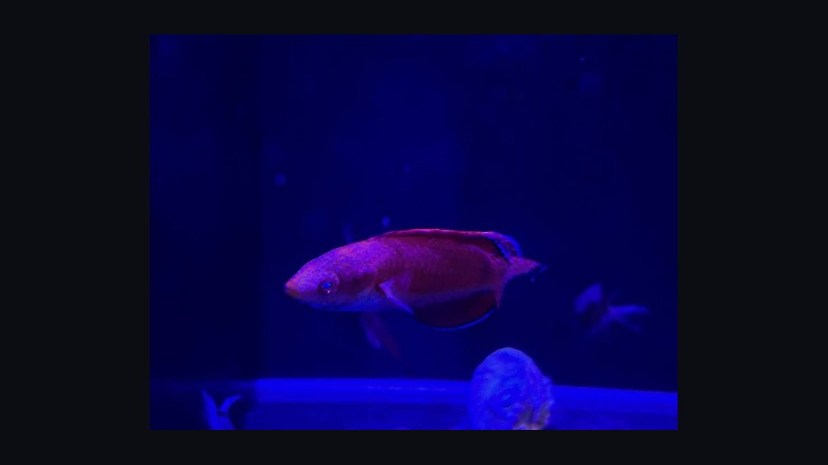 Top 10 Reef-Safe Wrasse Species for Marine Aquariums in 2027 — figure 6