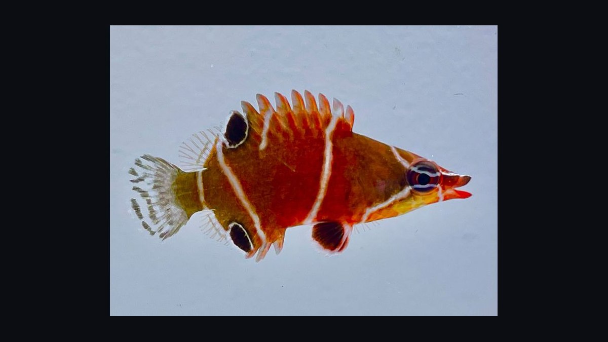 Top 10 Reef-Safe Wrasse Species for Marine Aquariums in 2027 — figure 7