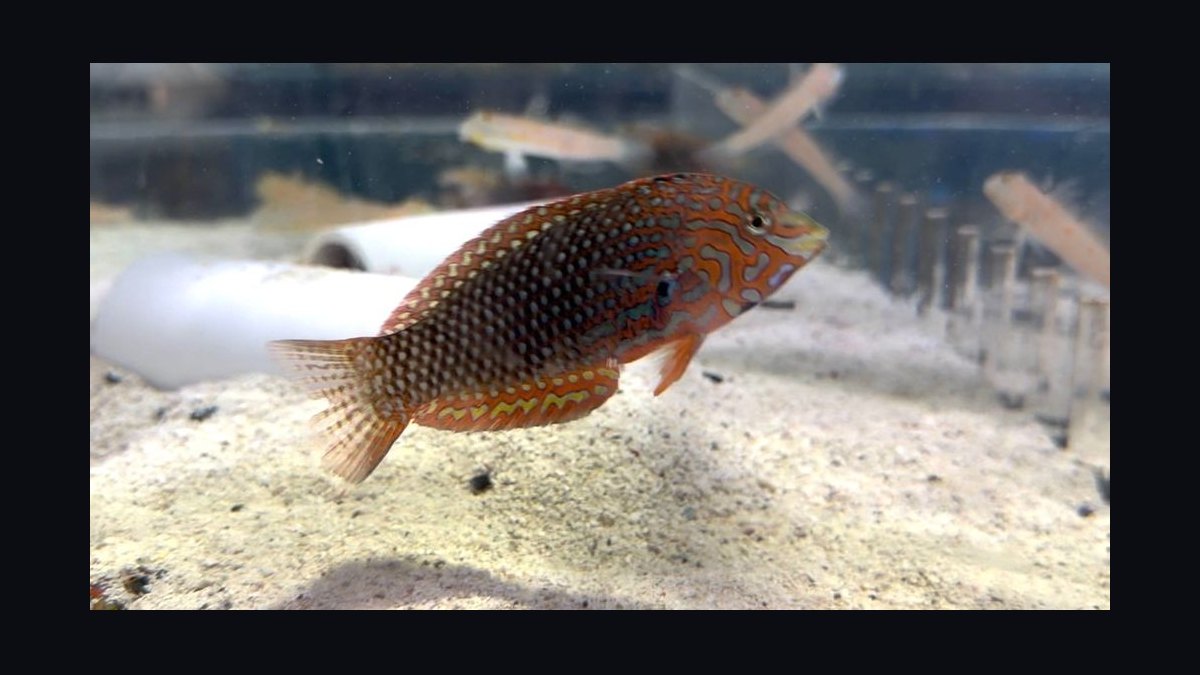 Top 10 Reef-Safe Wrasse Species for Marine Aquariums in 2027 — figure 8