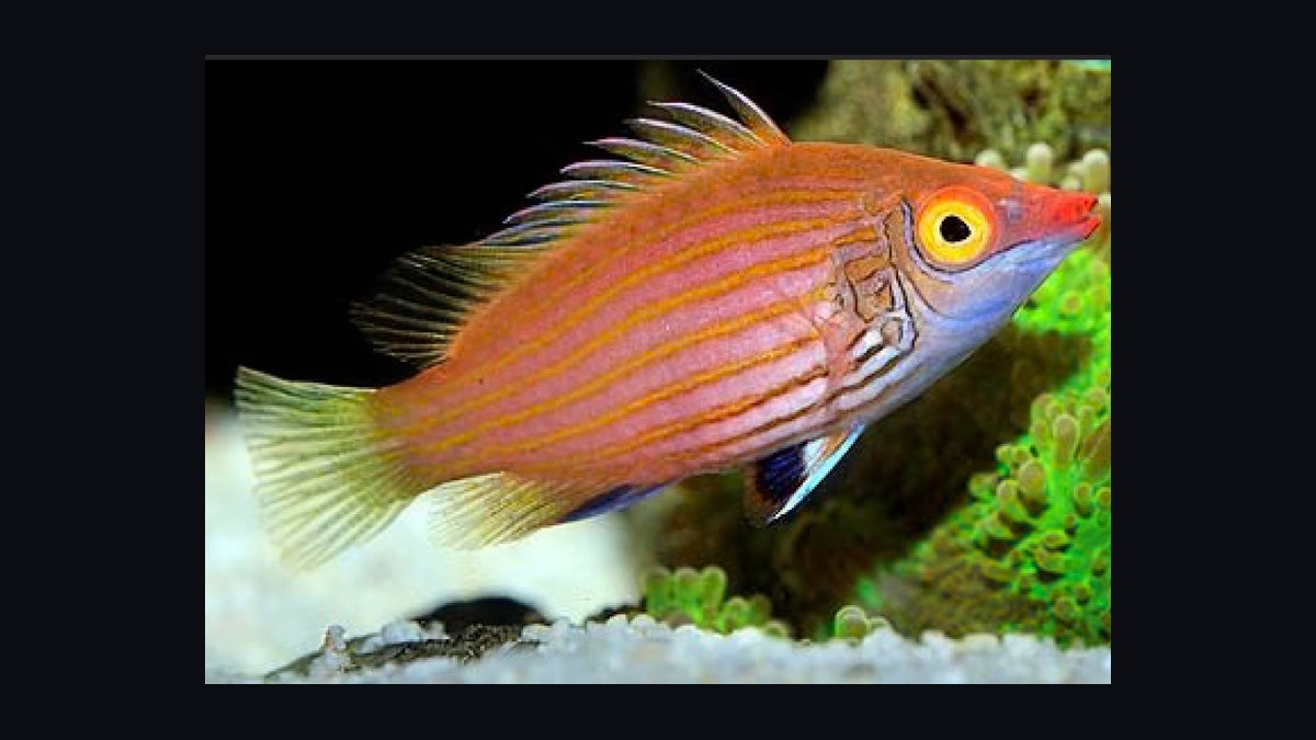 Top 10 Reef-Safe Wrasse Species for Marine Aquariums in 2027 — figure 9