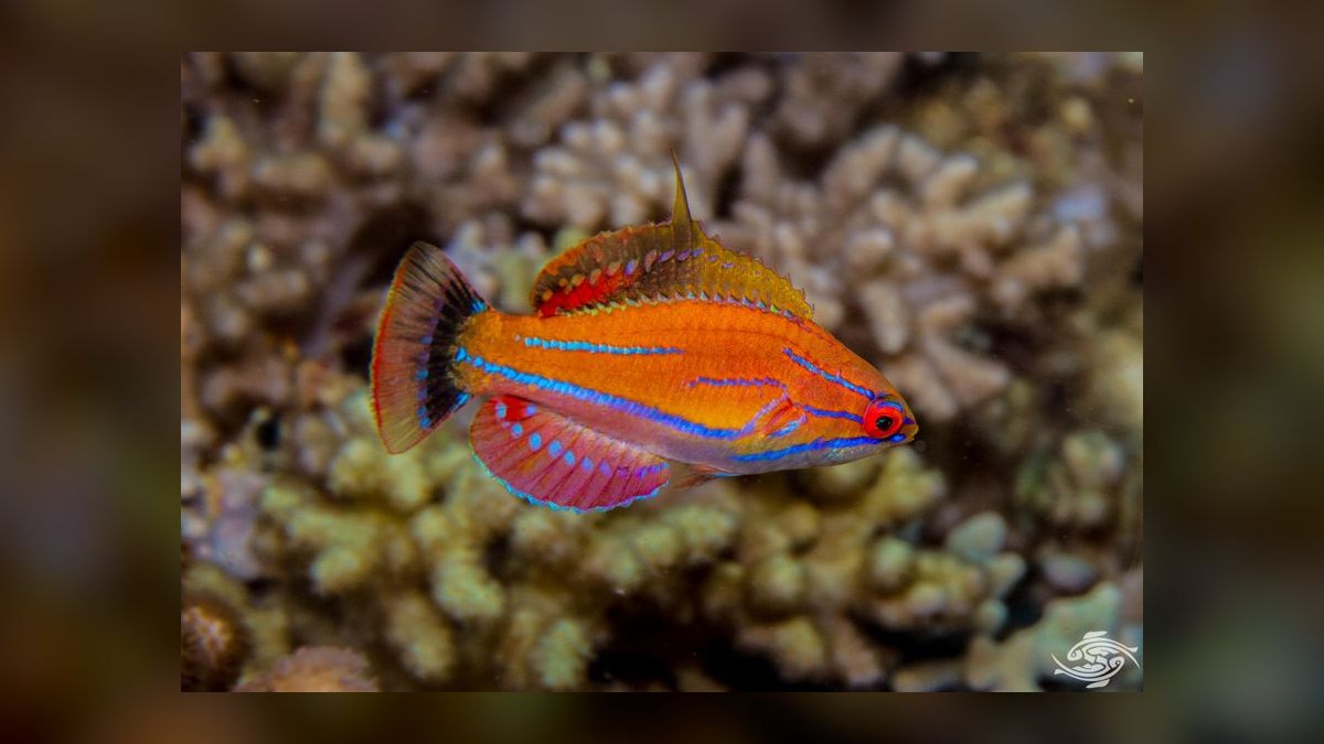 Top 10 Reef-Safe Wrasse Species for Marine Aquariums in 2027