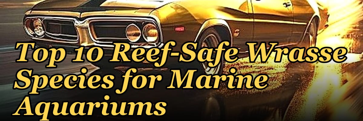Top 10 Reef-Safe Wrasse Species for Marine Aquariums