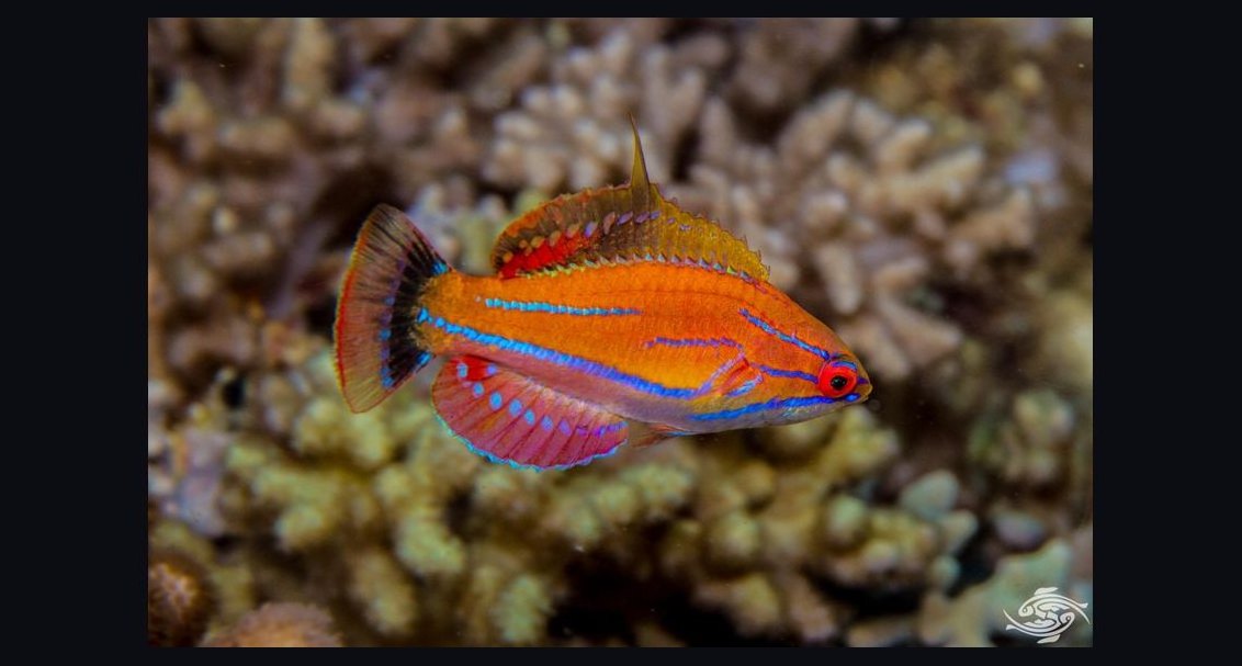 Top 10 Reef-Safe Wrasse Species for Marine Aquariums in 2027