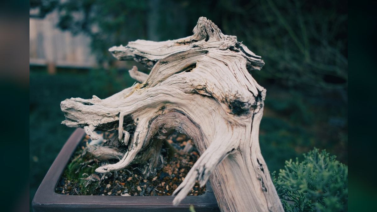 Top 10 Types of Aquarium Driftwood for Blackwater Biotopes — figure 1