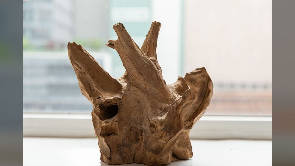 Top 10 Types of Aquarium Driftwood for Blackwater Biotopes — figure 3