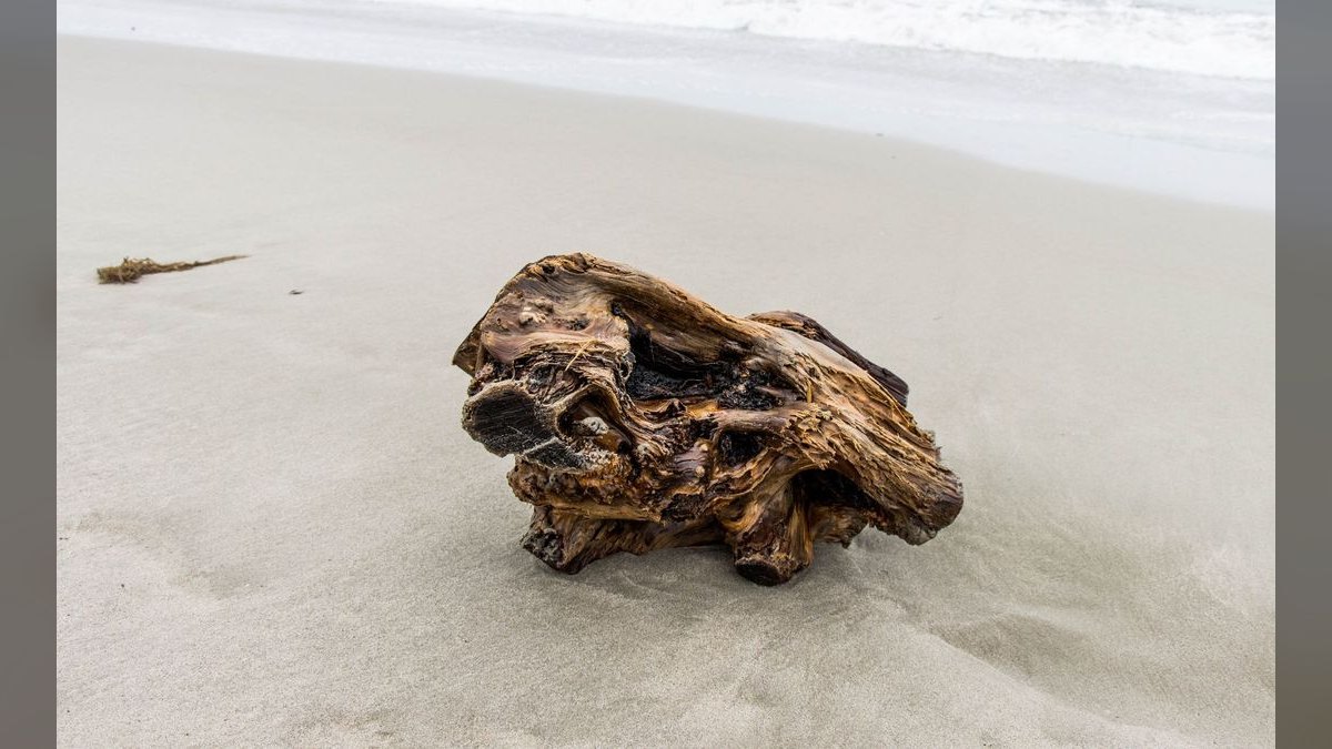 Top 10 Types of Aquarium Driftwood for Blackwater Biotopes — figure 5