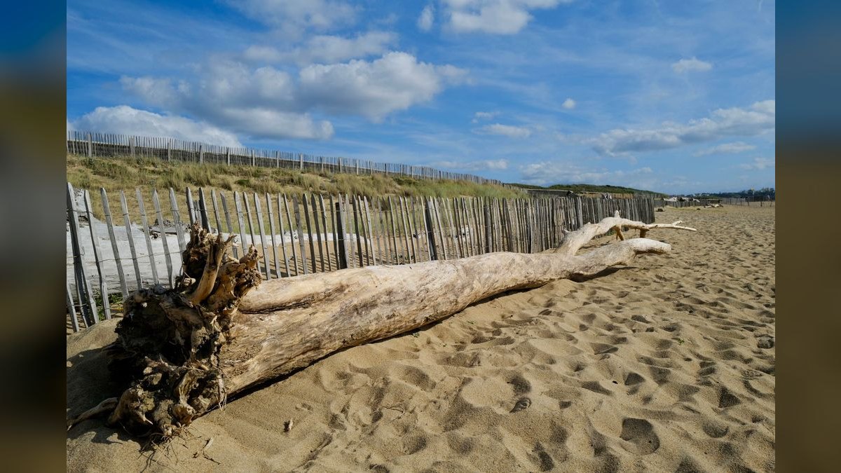 Top 10 Types of Aquarium Driftwood for Blackwater Biotopes in 2027