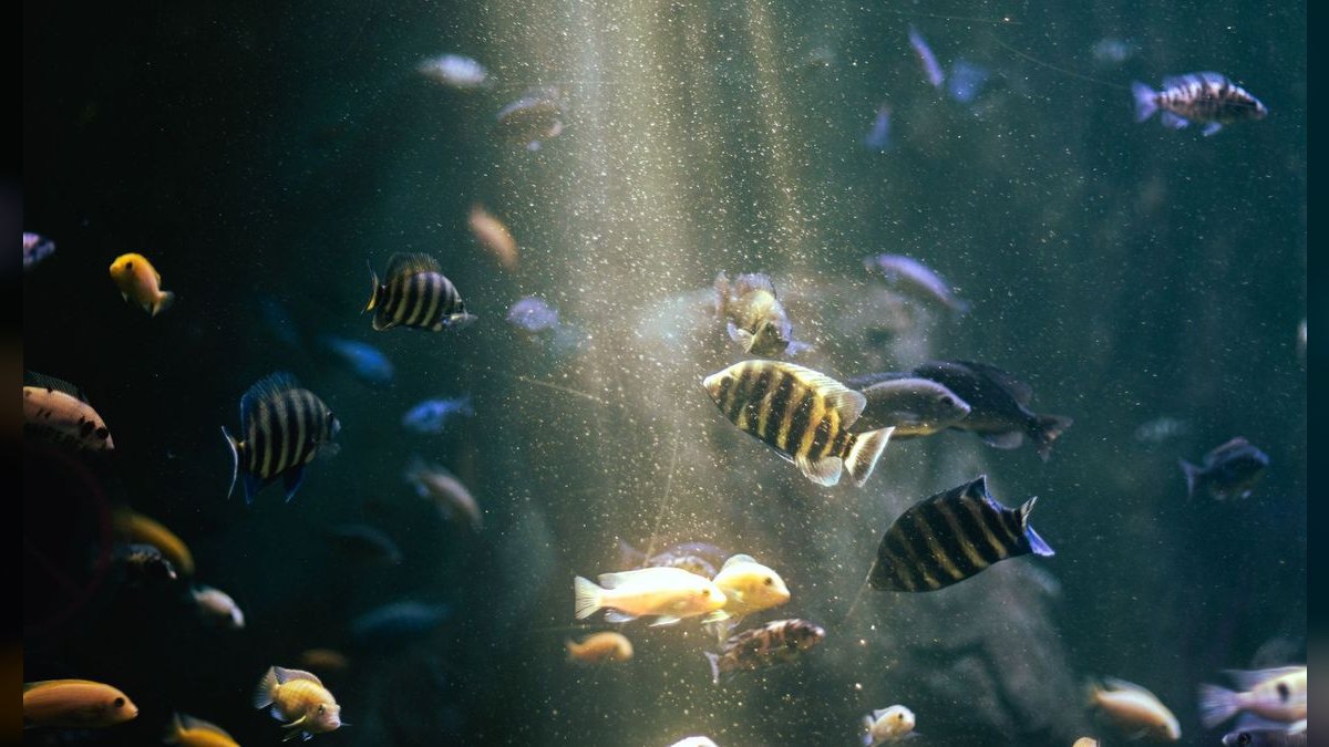 Top 10 Submersible Aquarium Pumps for Water Changes and Circulation — figure 6