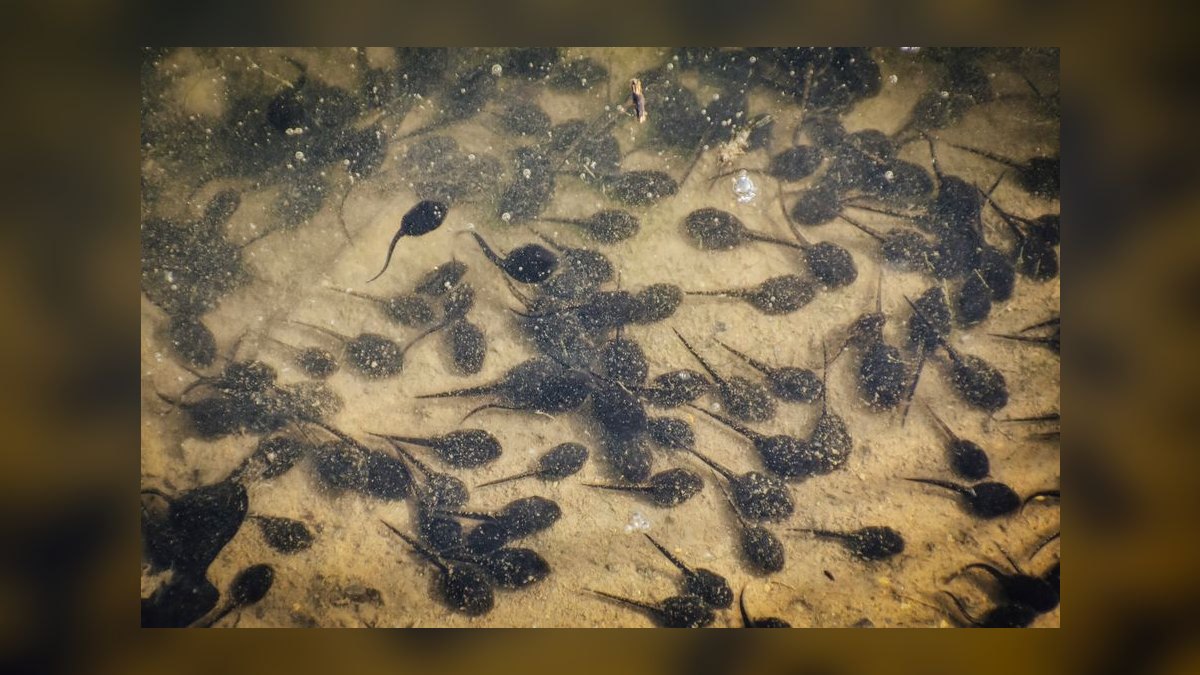 Top 10 Species of Loaches for Bottom-Dwelling Cleanup Crews in 2027 — figure 1