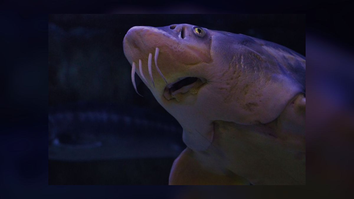 Top 10 Species of Loaches for Bottom-Dwelling Cleanup Crews in 2027 — figure 2