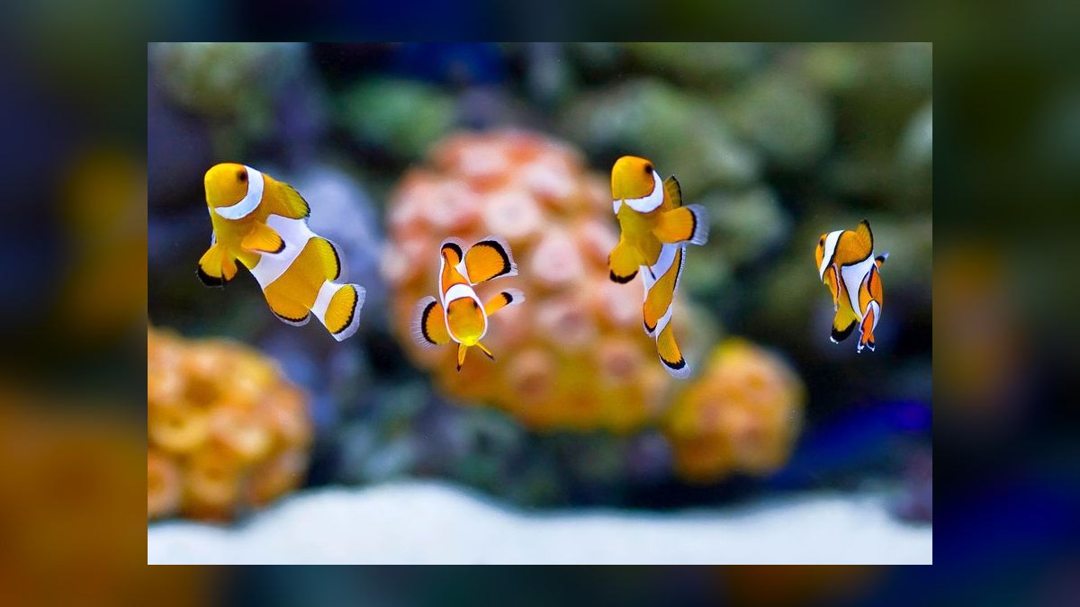 Top 10 Species of Loaches for Bottom-Dwelling Cleanup Crews in 2027 — figure 5