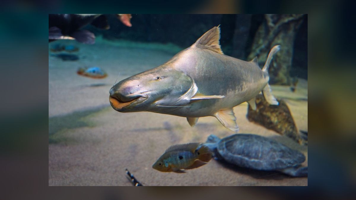 Top 10 Species of Loaches for Bottom-Dwelling Cleanup Crews in 2027 — figure 6