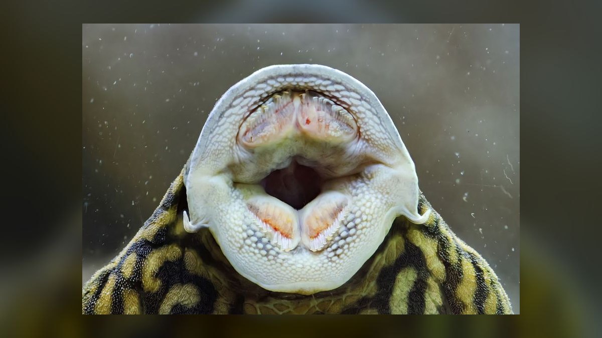 Top 10 Species of Loaches for Bottom-Dwelling Cleanup Crews in 2027 — figure 9