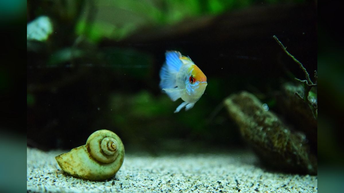 Top 10 Types of Aquarium Sand for Corydoras Catfish Tanks — figure 3