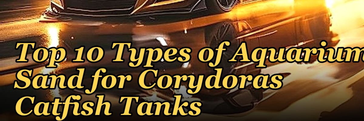 Top 10 Types of Aquarium Sand for Corydoras Catfish Tanks