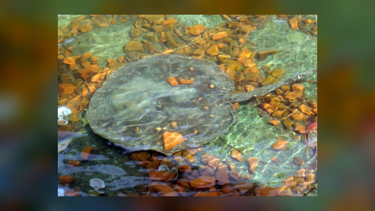 Top 10 Species of Freshwater Stingrays for Large Tanks Over 200 Gallons in 2027 — figure 1