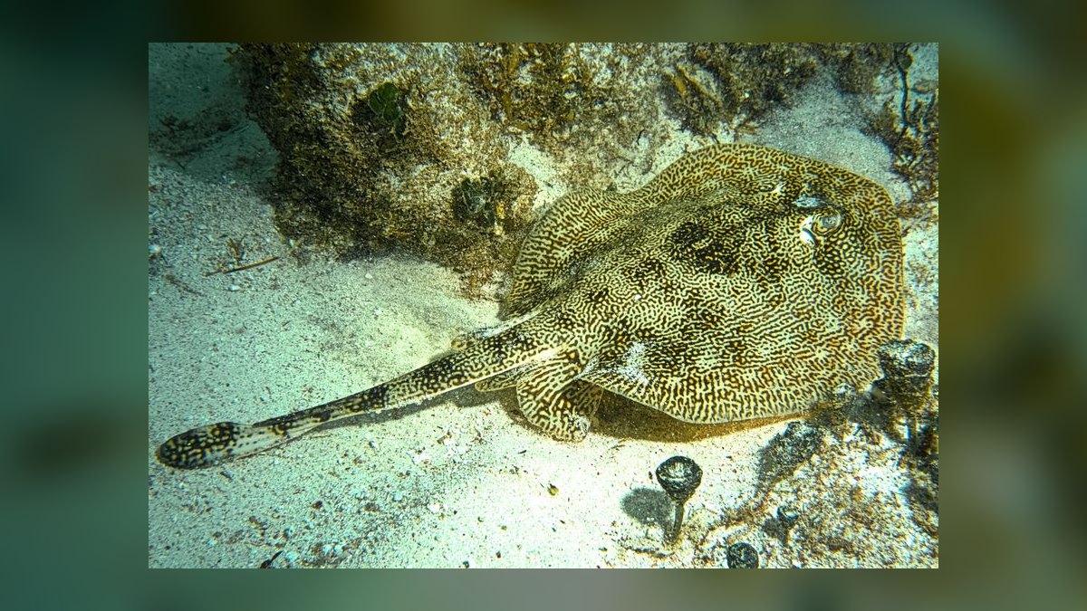 Top 10 Species of Freshwater Stingrays for Large Tanks Over 200 Gallons in 2027 — figure 10