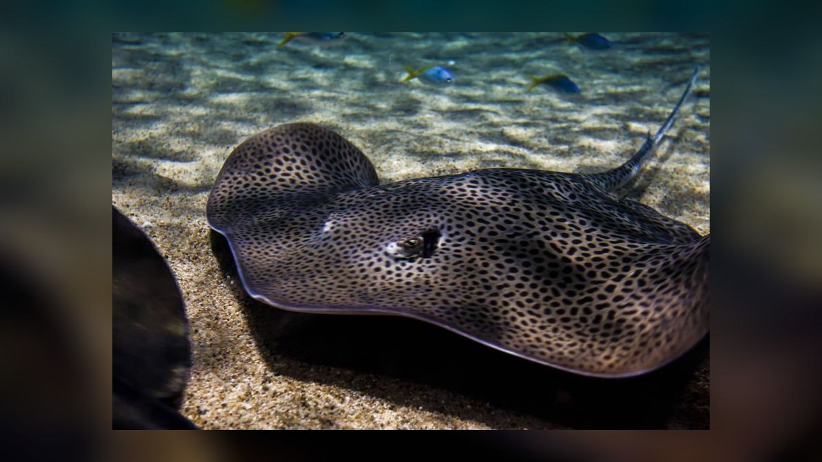Top 10 Species of Freshwater Stingrays for Large Tanks Over 200 Gallons in 2027 — figure 2