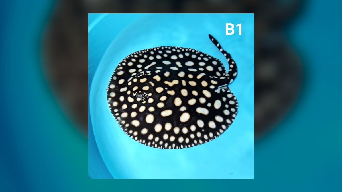 Top 10 Species of Freshwater Stingrays for Large Tanks Over 200 Gallons in 2027 — figure 3