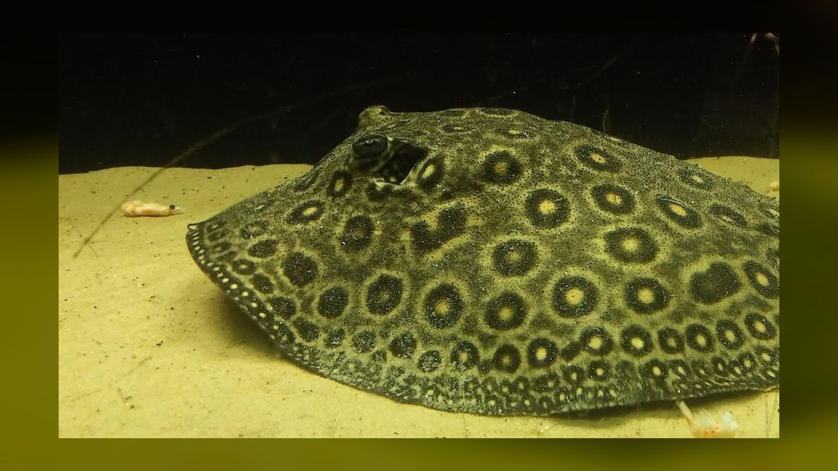 Top 10 Species of Freshwater Stingrays for Large Tanks Over 200 Gallons in 2027 — figure 4