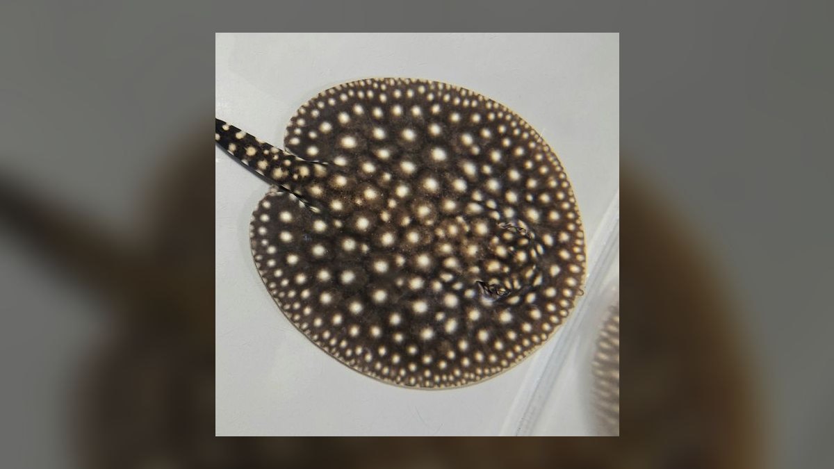 Top 10 Species of Freshwater Stingrays for Large Tanks Over 200 Gallons in 2027 — figure 5