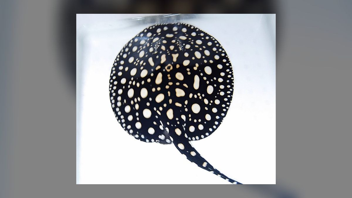 Top 10 Species of Freshwater Stingrays for Large Tanks Over 200 Gallons in 2027 — figure 6