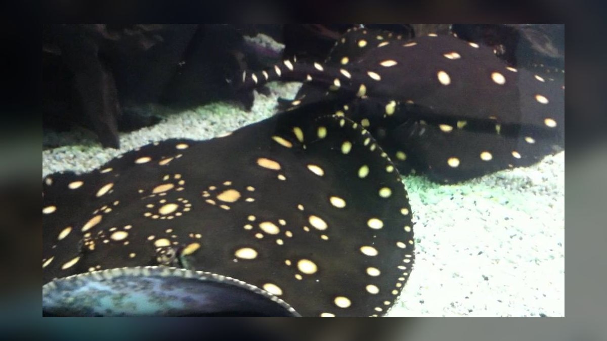 Top 10 Species of Freshwater Stingrays for Large Tanks Over 200 Gallons in 2027 — figure 7