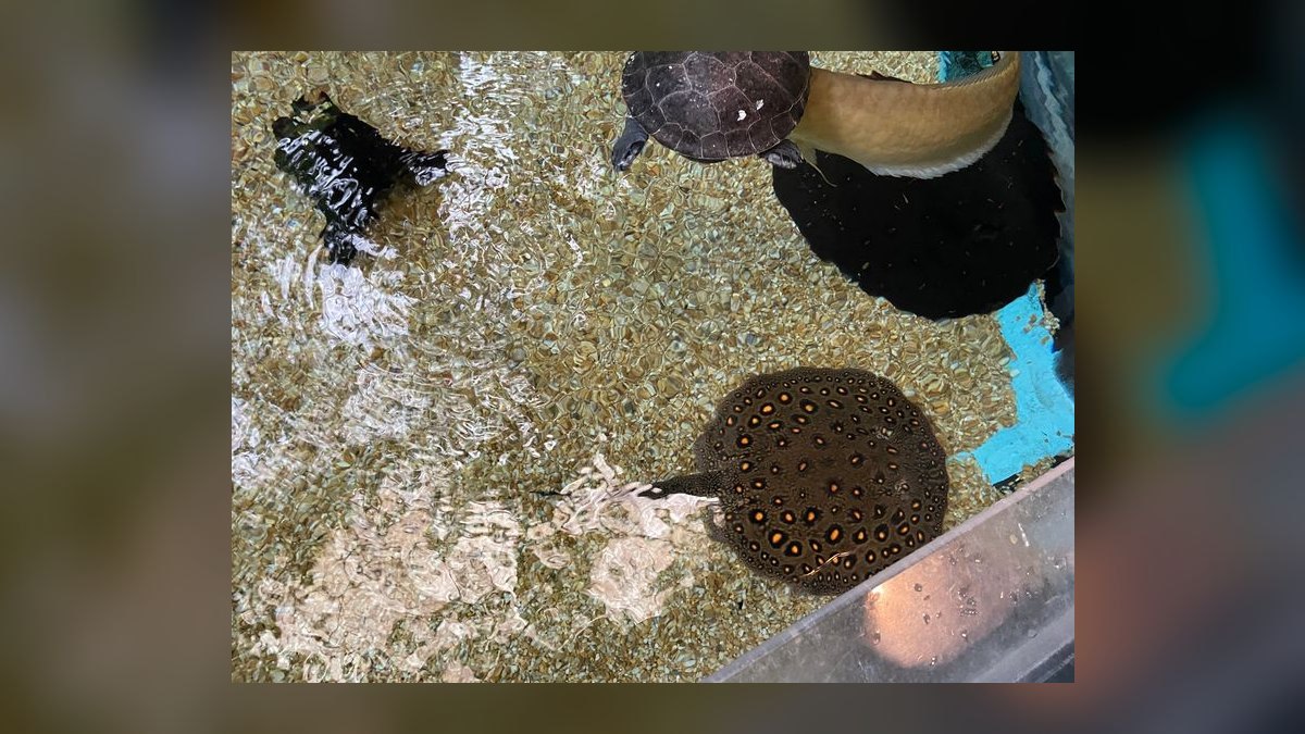 Top 10 Species of Freshwater Stingrays for Large Tanks Over 200 Gallons in 2027 — figure 8