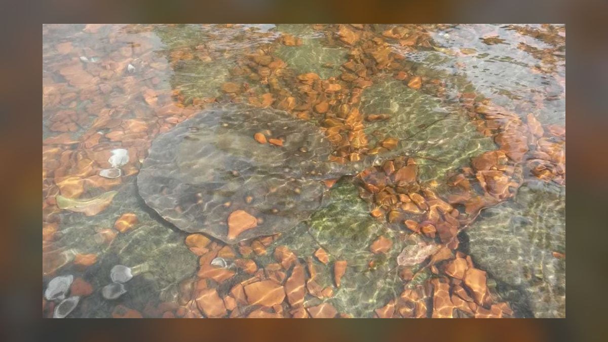 Top 10 Species of Freshwater Stingrays for Large Tanks Over 200 Gallons in 2027