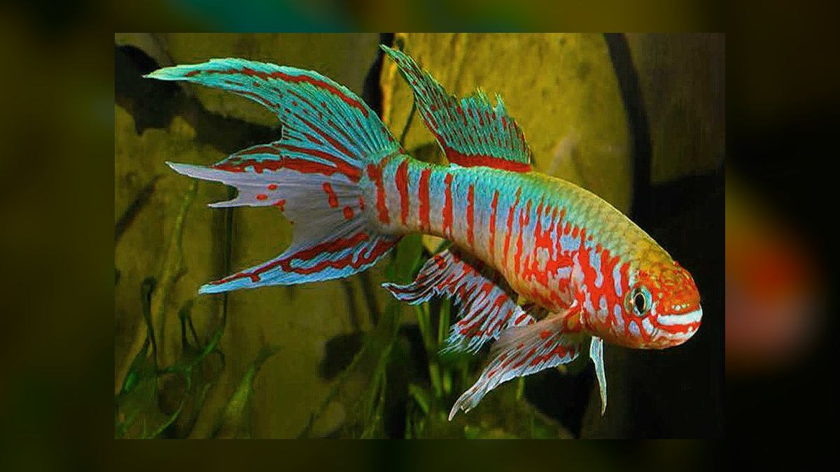 Top 10 Species of Killifish for Small Species-Only Tanks in 2027 — figure 3
