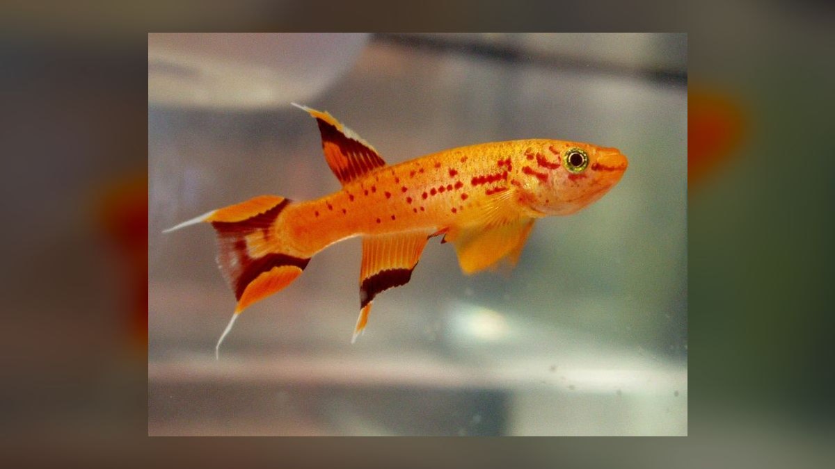 Top 10 Species of Killifish for Small Species-Only Tanks in 2027 — figure 5