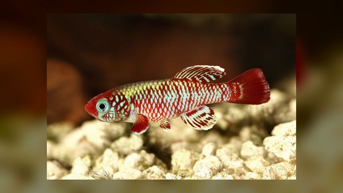 Top 10 Species of Killifish for Small Species-Only Tanks in 2027 — figure 6