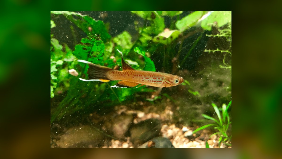 Top 10 Species of Killifish for Small Species-Only Tanks in 2027 — figure 7