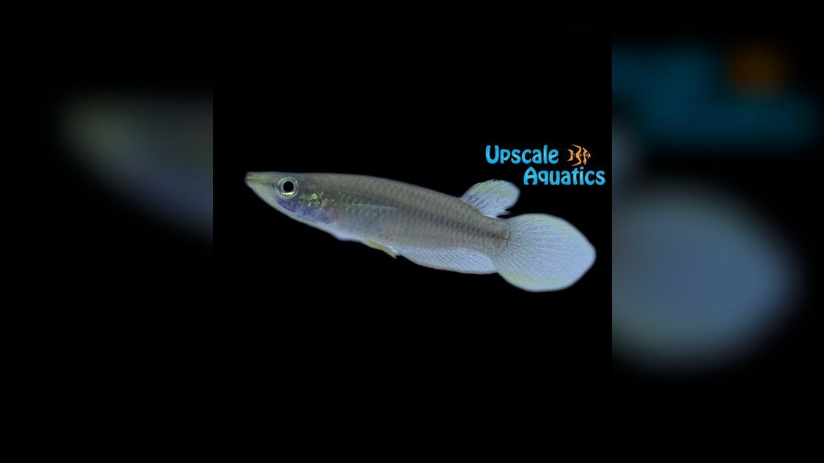 Top 10 Species of Killifish for Small Species-Only Tanks in 2027 — figure 8