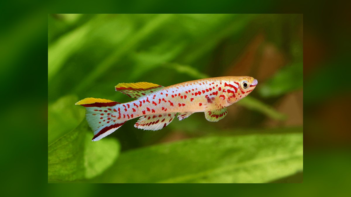 Top 10 Species of Killifish for Small Species-Only Tanks in 2027 — figure 9