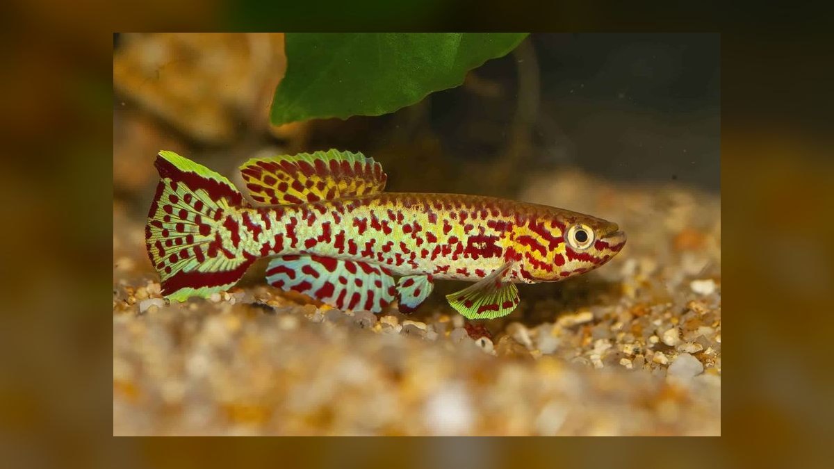 Top 10 Species of Killifish for Small Species-Only Tanks in 2027